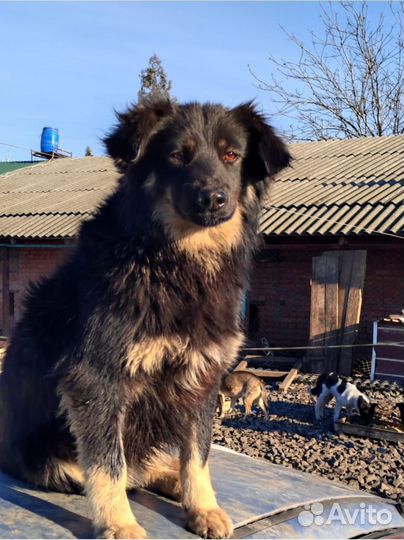 Барбариска