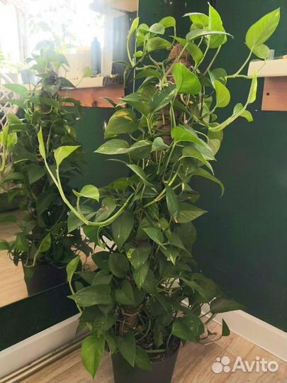 Комнатное растение сциндапсус