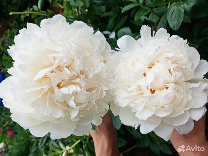 Махровые пионы более 50 сортов