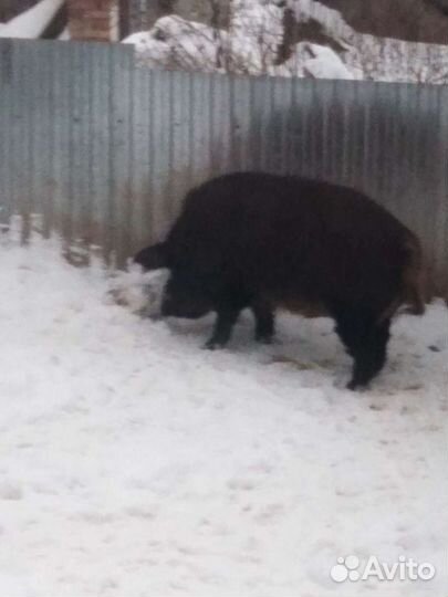 Поросятам 3 месяца