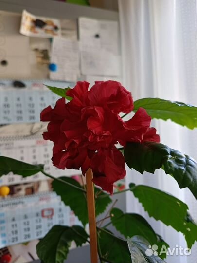 Гибискус китайская роза