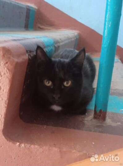 Котика в Яровом кто потерял