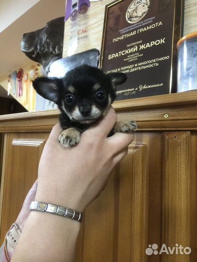 Щенки чихуахуа