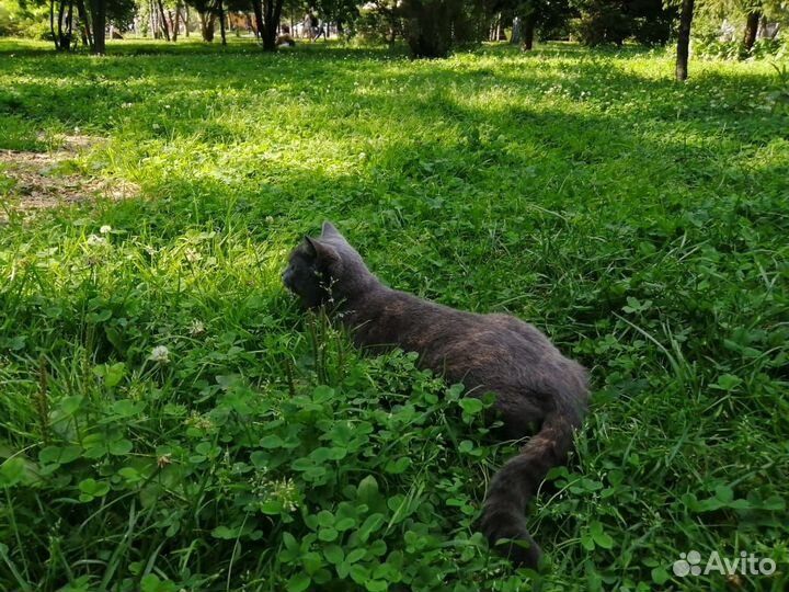 Передадим кошку в самые добрые руки