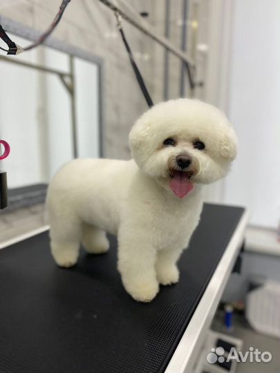 Груминг собак и кошек топовыми мастерами