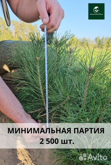 Саженцы ели европейской окс