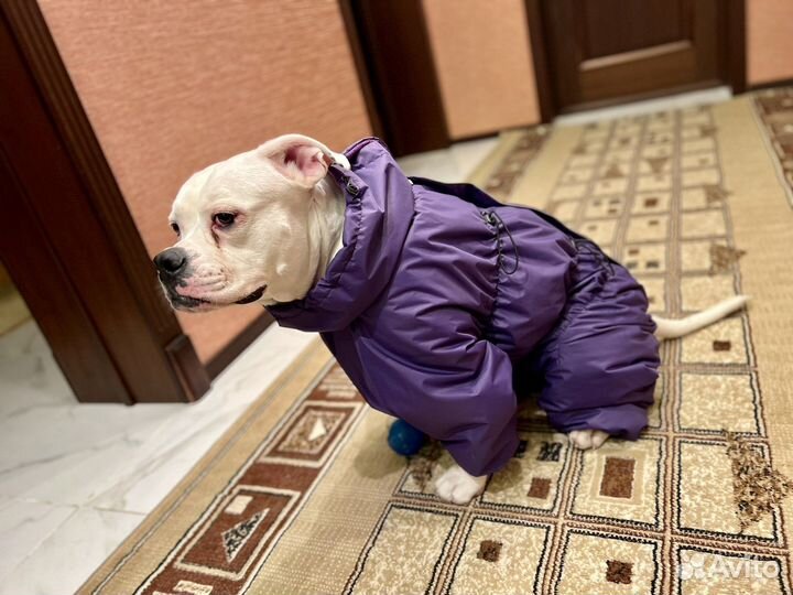 Одежда собак