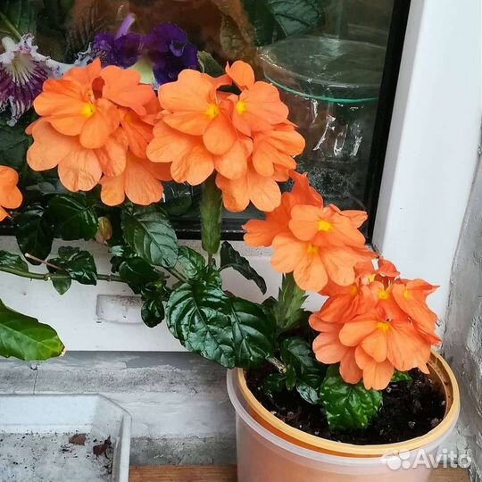 Кроссандра