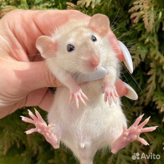 Питомник. Дамбо крысы, крысята, крыса