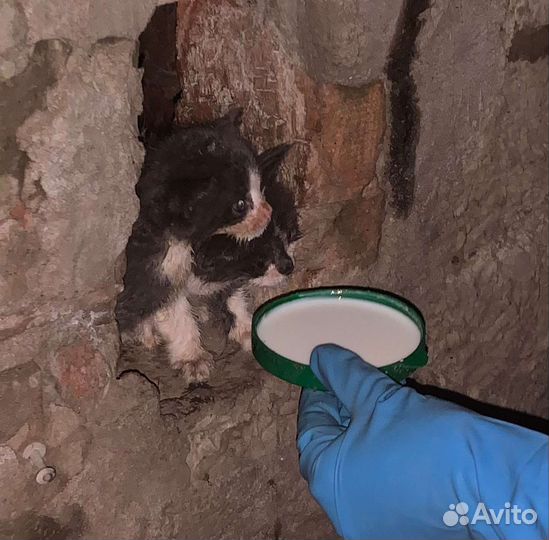 Котята ищут дом