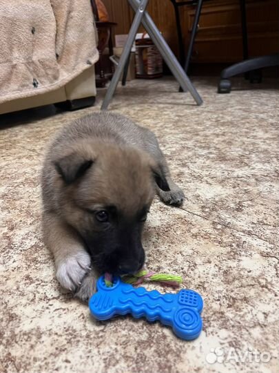 Щенки кобели в дар