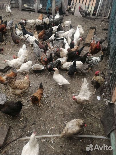 Молодые петушки