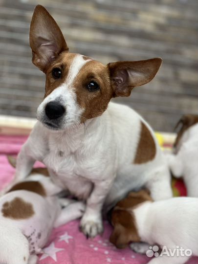 Джек Рассел терьер