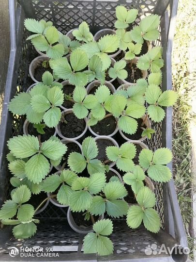 Рассада клубники Азия, Солнечная Полянка, Витязь