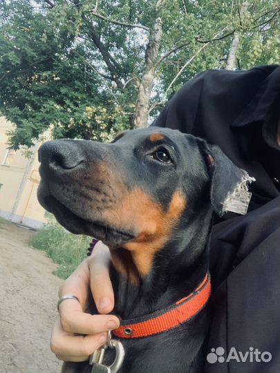 Щенок добермана