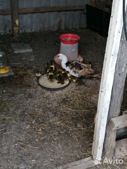 Утята мускусной утки