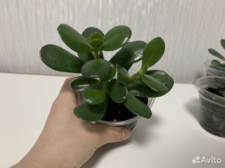 Комнатные растения денежное дерево Толстянка