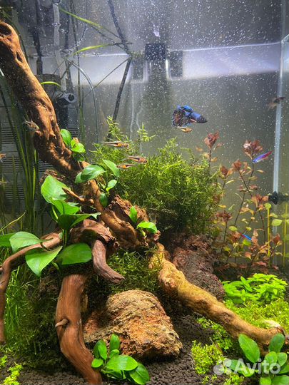 Аквариумная коряга с растениями 28х32см