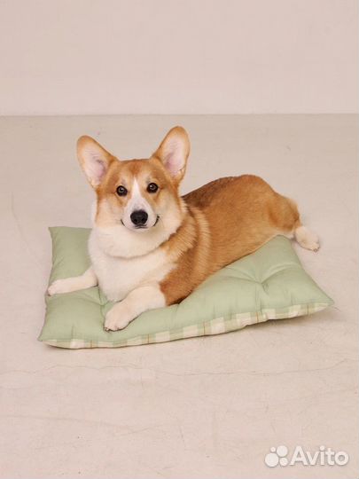 Модель на съемку корги