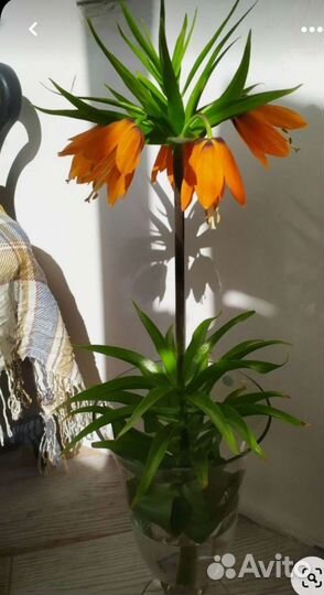 Рябчик императорский