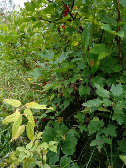 Дача 20 м² на участке 6 сот.