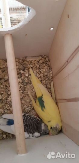 Волнистые попугаи