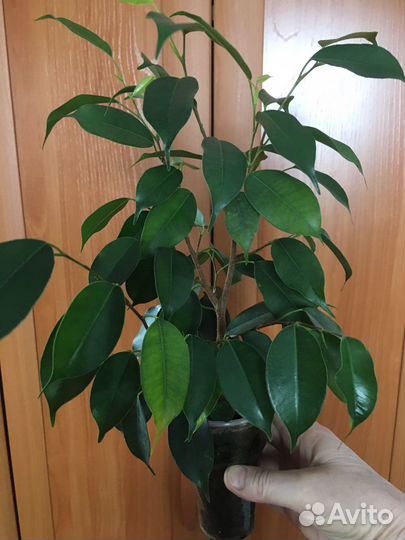 Шефлера,Фикус бенджамина