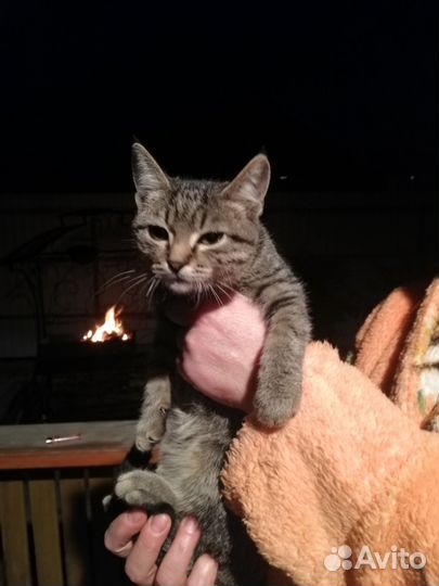 Кошка бесплатно