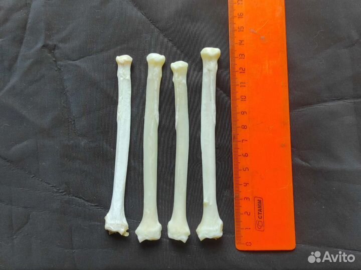 Кости волка