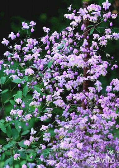 Многолетние цветы