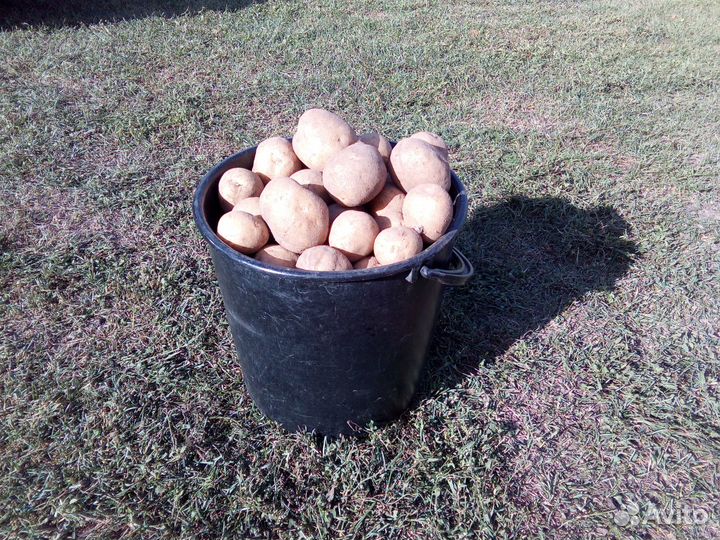 Грибы грузди