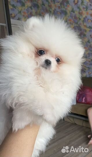 Померанский шпиц мини девочка