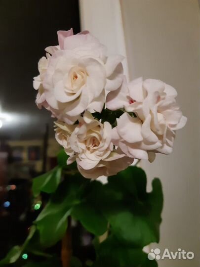 Пеларгония герань коллекция, коланхое