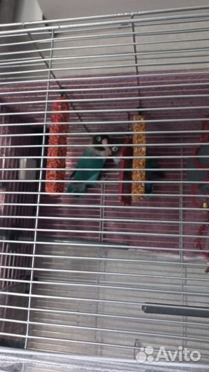 Неразлучники