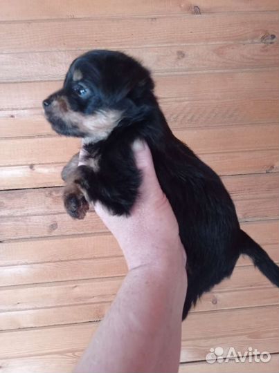 Йоркширский терьер