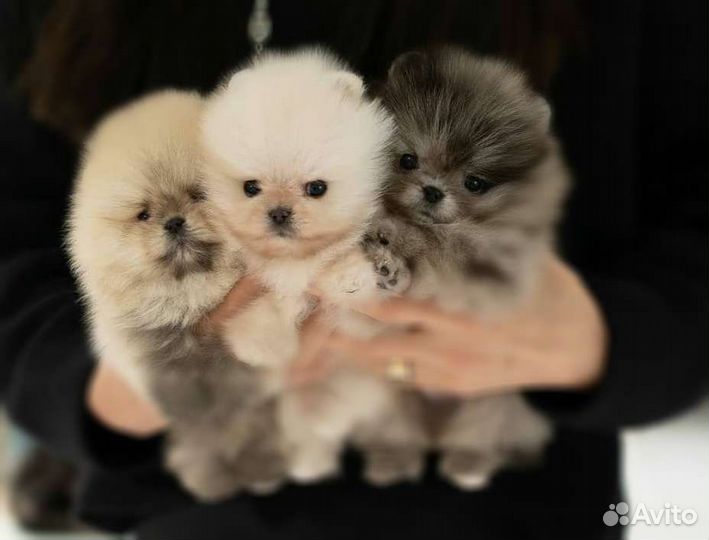 Micro и Mini Мишки