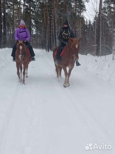 Прокат лошадей
