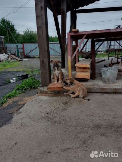 Щенок двортерьер