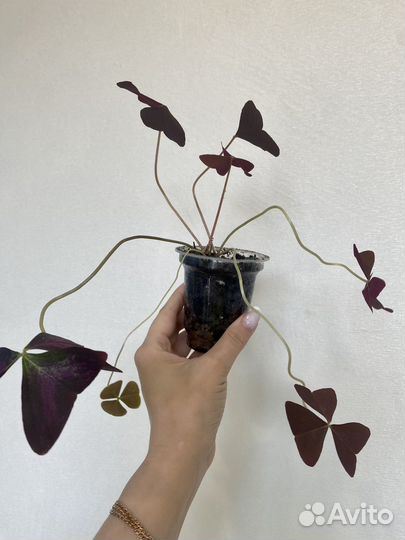 Кислица оксалис