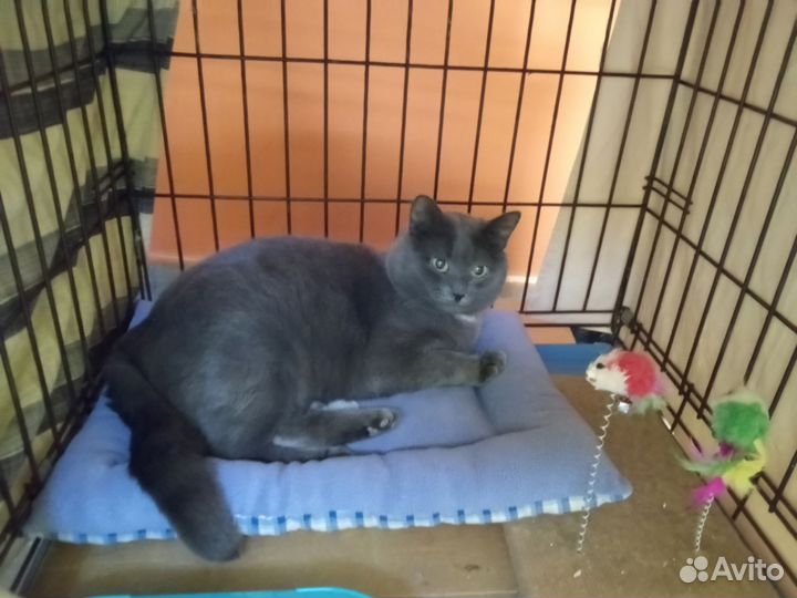 Котик в добрые руки