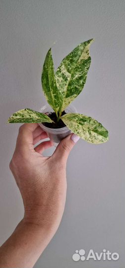 Ароматные, красивоцветущие