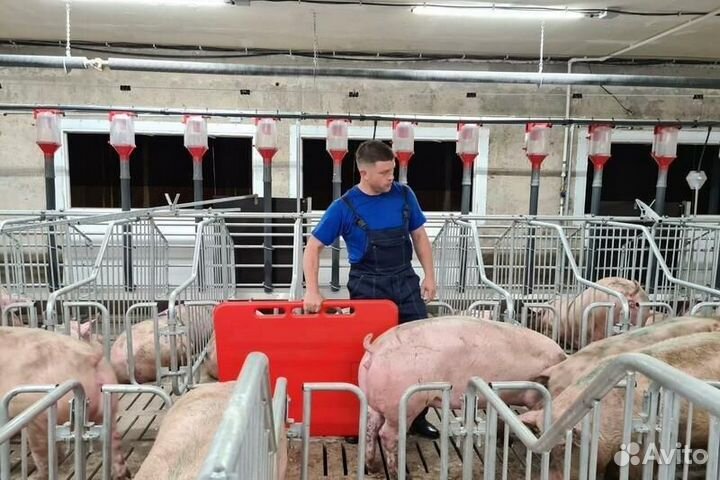 Разнорабочий на свинокомплекс