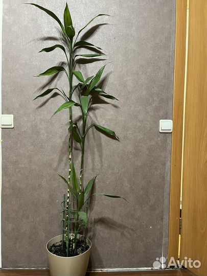 Замиокулькас (Долларовое дерево, денежное дерево)