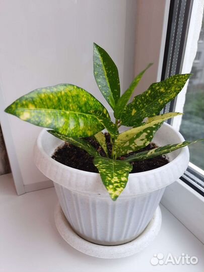 Кротон Аукуболистный