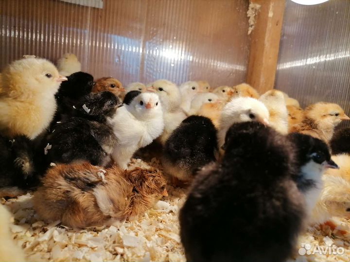 Домашние цыплята