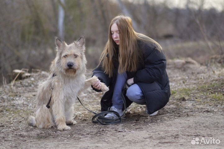 Собака в добрые руки