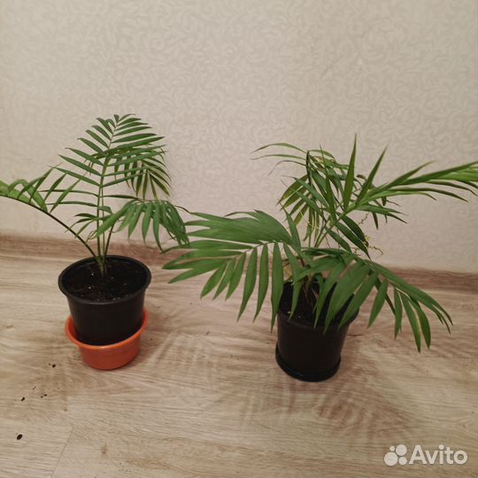 Пальма хамедорея