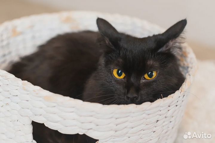 Кошечка в добрые руки