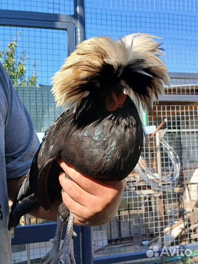 Голландская белохохлая