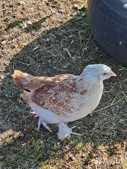 Куры молодки, цыплята